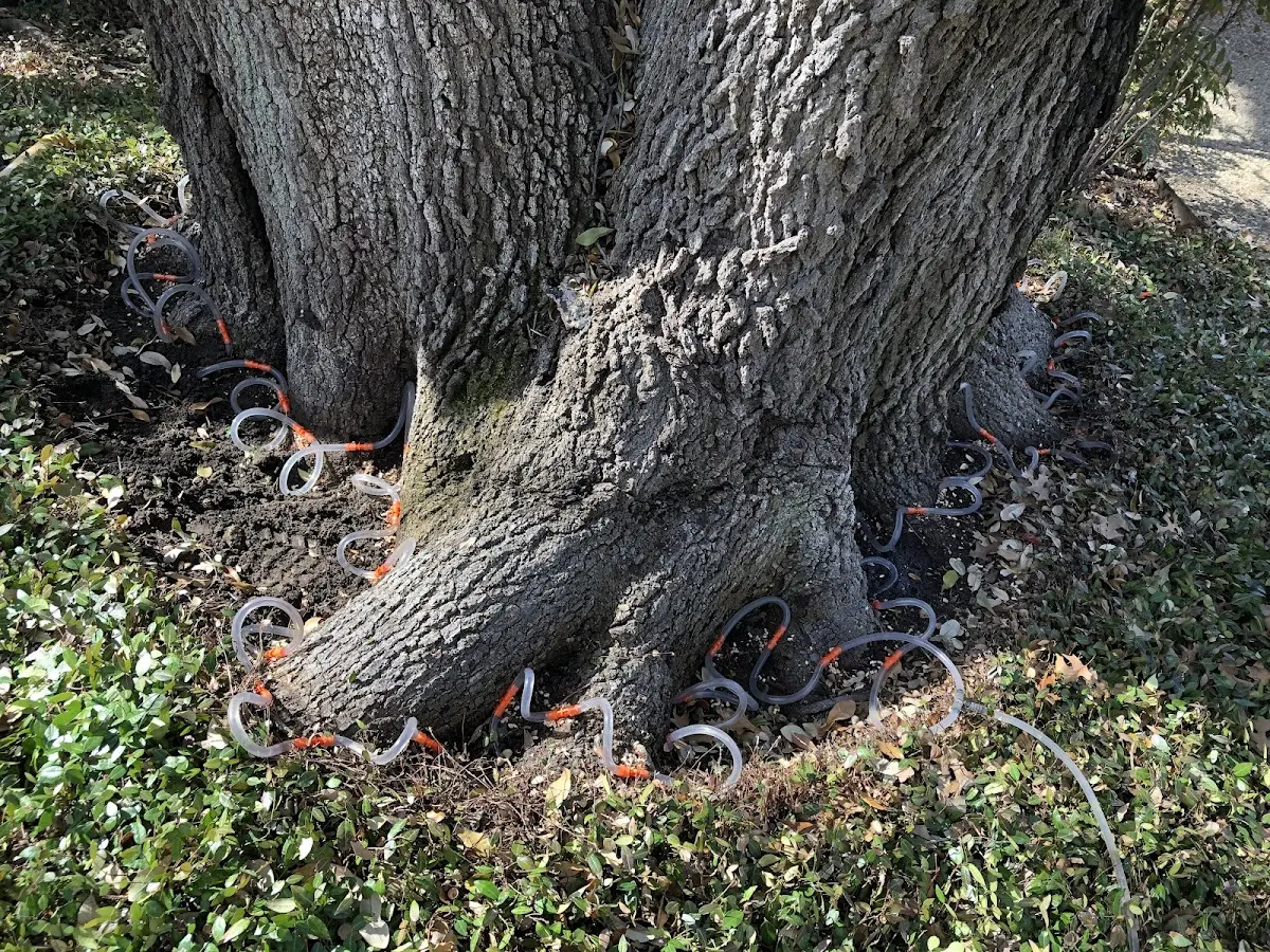 Detailed Tree Cabling and Bracing job site in Graysville