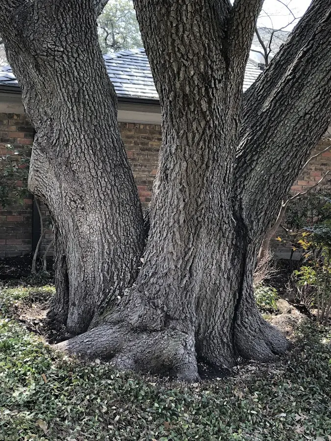 Mature heritage tree close to a Graysville property cared for by certified arborists