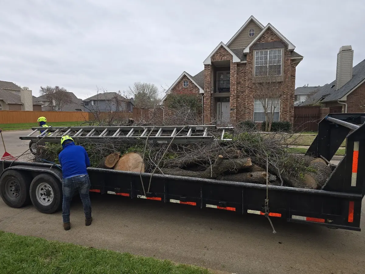 Expert Tree Removal with proper safety equipment in Graysville